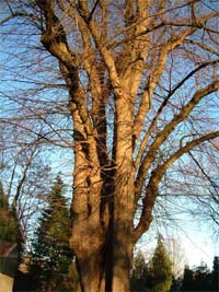 Linde in de pastorietuin aan de Schans